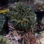 Актиния Anthopleura orientalis. Фото Н.П. Санамян