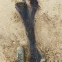 Бедренная кость шерстистого носорога (?). Фото А. Петровой