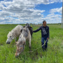 Дугуйдан Винокуров знает о якутских лошадях всё. Фото: Telegram-канал "Всадники Севера"