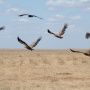 В Чёрных землях можно встретить самых разных хищных птиц. Фото: Ольга Ладыгина