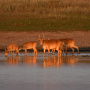 Сайгачья семья на водопое. Фото: Александр Чибилёв