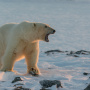 Белый медведь был солидной, но опасной добычей. Фото: Максим Деминов