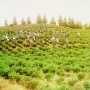 Чайные плантации в Чакве. Фото: wikipedia.org / Прокудин-Горский