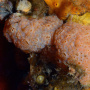 Колониальная асцидия Aplidium matua