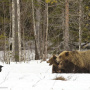 "Мы сейчас покажем, кто в лесу хозяин!" Карелия, граница Финляндии и России. © Фото: Константин Шатенев / Предоставлено РГО