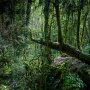 Тисо-самшитовая роща - это реликтовый лес, такие росли на планете десятки миллионов лет назад. Фото: Алексей Сизов