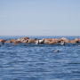 В российской акватории Балтийского моря живёт три вида тюленей, все занесены в Красную книгу. Фото: Фонд друзей балтийской нерпы
