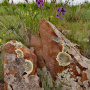 В Провальской степи произрастает 51 вид эндемичных растений. Фото: Александр Чибилёв