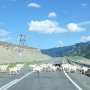 Домашний скот на дорогах Алтая – явление обычное