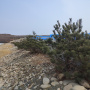 Рядовая посадка сосны густоцветковой на набережной