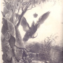 Маак Р.К. «Путешествие на Амур». 1859