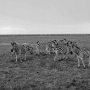 Фауна «Аскания Нова». Фото Е.Суханов