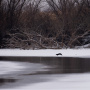 Полыньи на астраханских реках обычно остаются всю зиму