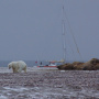 Яхта "Аврора", белый медведь, моржи на о. Виктория.