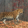 Дальневосточный леопард. Фото: Виктор Сторожук, участник конкурса РГО "Самая красивая страна"