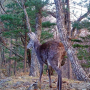 Musk deer. Photo is provided by the Land of the Leopard national park