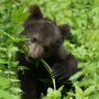 Фото предоставлено Центром спасения медвежат-сирот