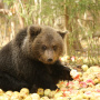  Фото предоставлено Центром спасения медвежат-сирот