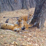Фото с сайта leopard-land.ru