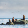 Охотское море. Заклинатели птиц. Фото: Екатерина Васягина, участница фотоконкурса РГО «Самая красивая страна»