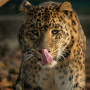 Переднеазиатский леопард. Центр восстановления леопардов на Кавказе