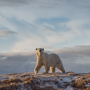 Белый медведь. Фото: Виталий Дворяченко, участник фотоконкурса РГО «Самая красивая страна»