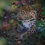 Дальневосточный леопард (фото Е. Мазурин)