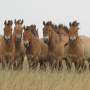 Лошадь Пржевальского Фото: Александр Чибилёв