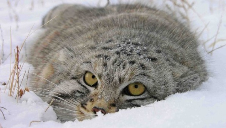Pallas cat in Daursky State nature reserve | Russian Geographical Society